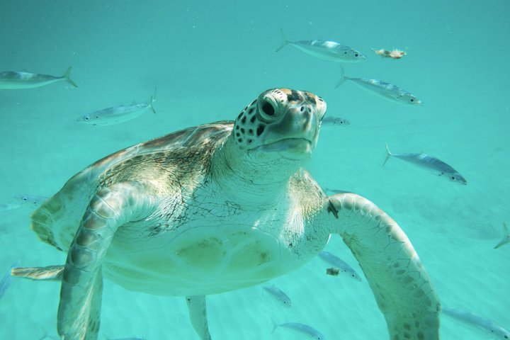 Barbados Turtle & Shipwreck Snorkel Adventure