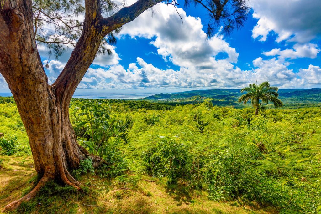 Farley Hill Nation Park Barbados