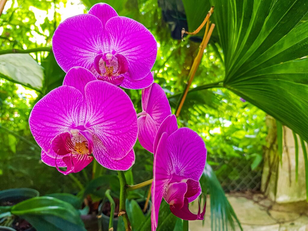 Orchid World Barbados