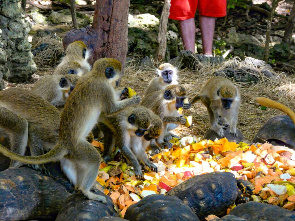 Barbados Wild Life Reserve