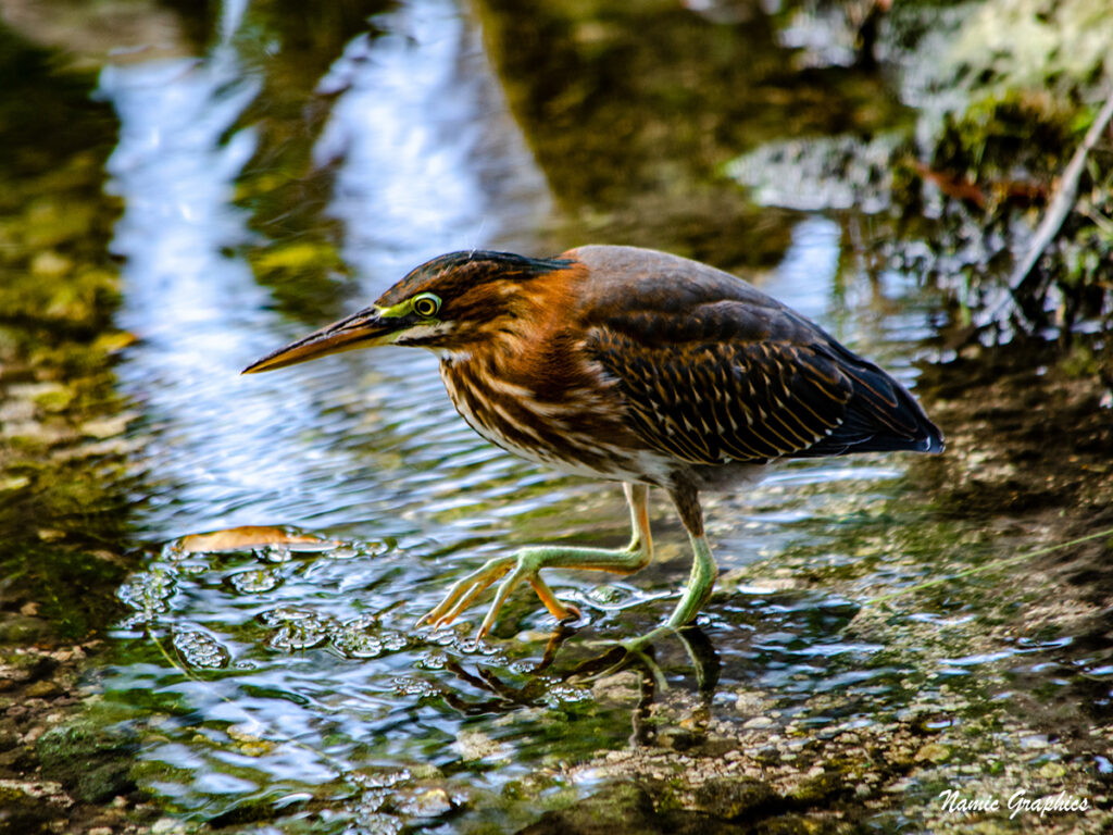 Birds of Barbados Photography 