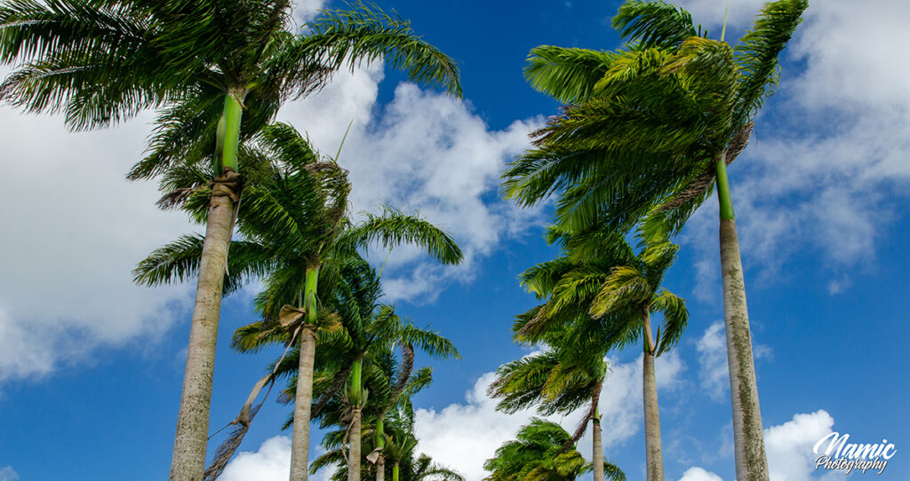 Barbados Palm Tree