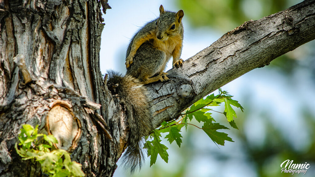 Barbados Photographers Colorado Wild Life 2