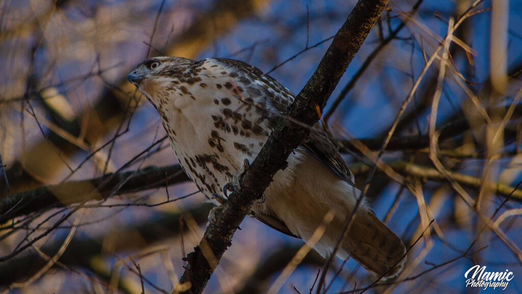 Red Tailed Hawk Birds Of New York
