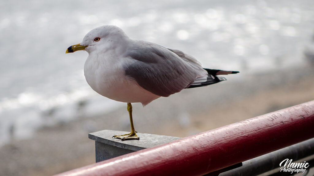 Ring Billed Gull Birds Of New York