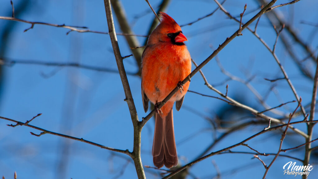 Northern Cardinal