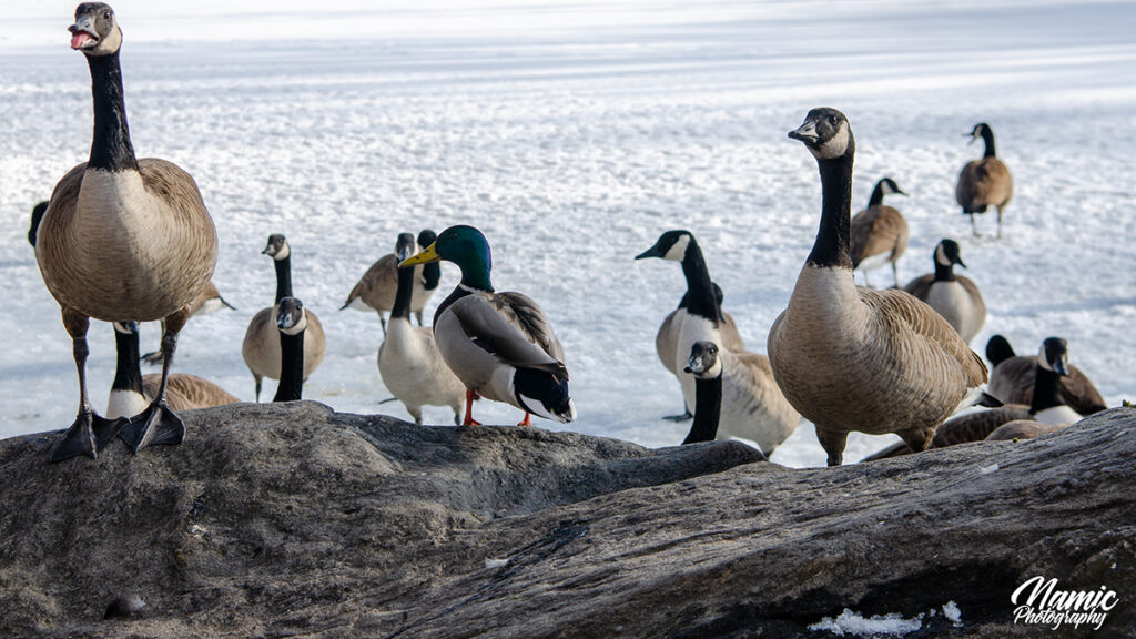 Central Park Birds