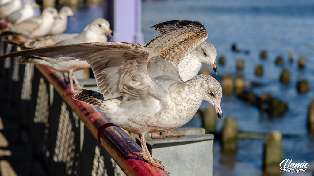 Iceland Gull