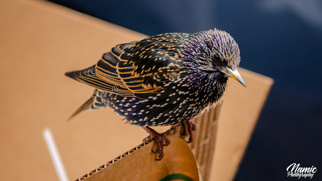 Common Starling