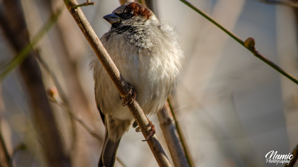 House Sparrow