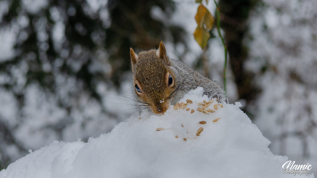 New York Wildlife