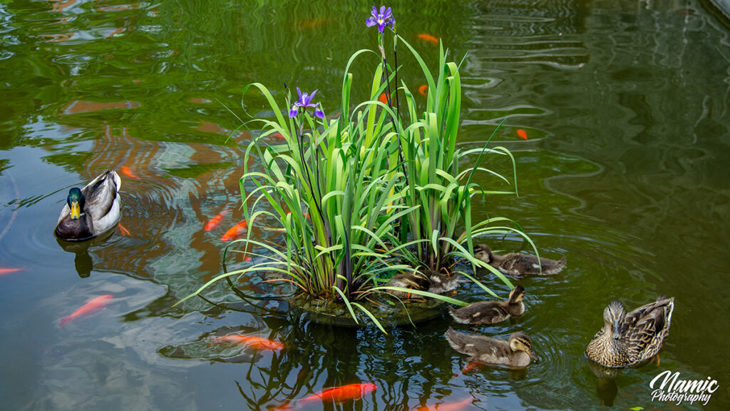 Lily Pond New York