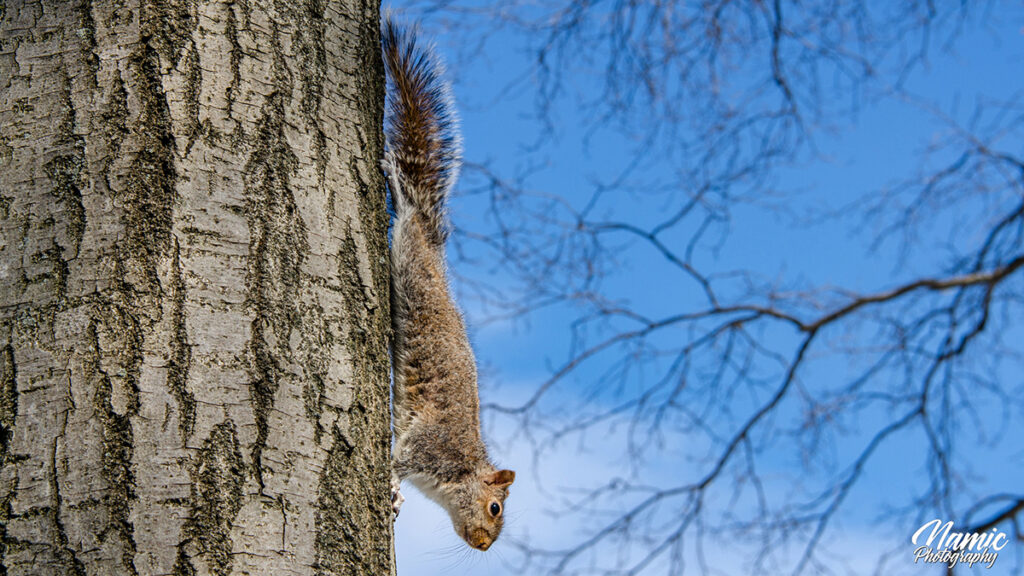 Eastern Grey Squirrels